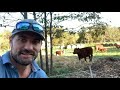 cows going wild in a leaf pile how we add free fertilizer to our future garden beds.