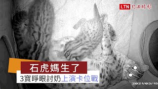 石虎媽生了！ 3寶睜眼討奶上演「卡位」戰(北市動物園提供)