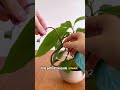 creating avocado tree art gardening farm plant tutorial product