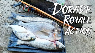 Spearfishing Dorade Royale in Normandie | Spearfishing France 2020