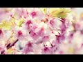 spring relaxing light music morning relaxation Весенняя расслабляющая легкая музыка Утренний релак