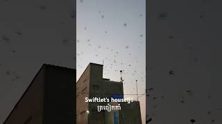 #video #fouryou #ផ្ទះត្រចៀកកាំ#Swiftlet's house