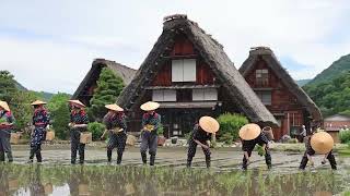 「白川郷田植え祭り」、４年ぶりに開催