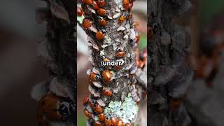 Why Ladybugs Huddle in Winter 🐞