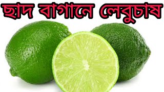 ছাদে লেবু চাষ পদ্ধতি । Cultivation of lemon | লেবু চাষ | টবে লেবু চাষ পদ্ধতি |   লেবু গাছের পরিচর্যা