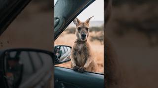 kangaroo injured by humans choose to get help by human #rescue #animals #kangaroo