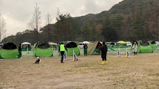 山口県西部ドッグメイトアジリティクラブ競技会　アトラクション１ 陽大　2020/01/19