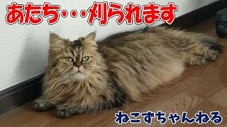 手足の裏の毛がすごいので刈ってみた　チンチラゴールデン「めい」　ねこずちゃんねる389 #猫 #ねこ #cat  #ペルシャ