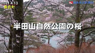 ［ふくしま・さくらだより2021］半田山自然公園の桜