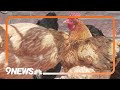 Avian flu spreading in Colorado