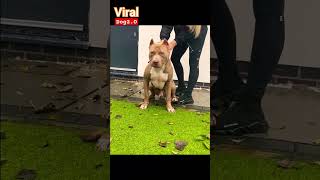 Top 3 my favorite breed 🦁 | ‎@viral_Dog  | #dog #pitbull #no1 #viral #youtube #shorts