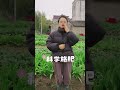 种土豆如何才能高产？ 土豆 种植小技巧 关注我一起学种菜 种菜 自己种的纯天然的绿色蔬菜