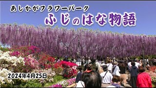 🌸[4K] 2024/04/25 あしかがフラワーパーク満開の藤\u0026つつじ GW激込み確定