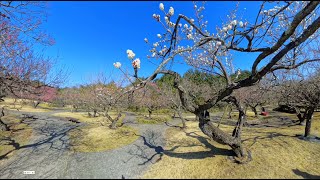 2025年1月31日に小田原フラワーガーデンの梅まつりに行ってきました