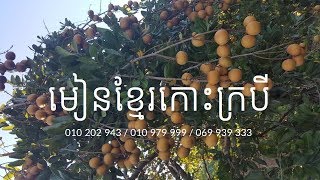 មៀនខ្មែរកោះក្របី Longan