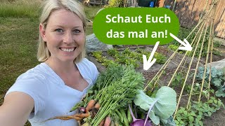 Riesige Ernte im Juni und Bau einer Rankhilfe für meine Stangenbohnen / Kleine Selbstversorgung