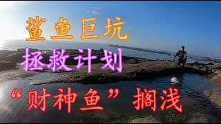 【小俞赶海】60天没盘的鲨鱼坑，值钱海货成堆财神鱼、海蛎螺、大螃蟹、大黑鲷