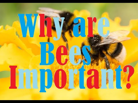 Why Are Bees So Important? - YouTube