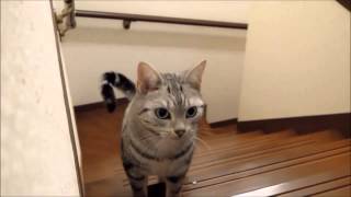 怒られてご機嫌とりな猫～一生懸命な可愛いダンス  Cat shows me cute shake hip dance