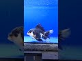 【返金保証】 動画 オランダ獅子頭 ローズテール k1422 タイ産 12cm パンダ オス 4ヵ月 金魚 6月9日発送 k1422