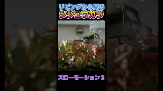 リビングから見るシジュウカラ～２＜４K＞スローモーション