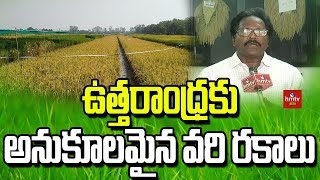 ఉత్తరాంధ్రకు అనుకూలమైన వరి రకాలు | Rice varieties suitable for North Andhra | hmtv Agri