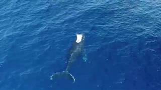 Aerial Shoot of Whake (鯨の空撮) in 沖縄県ナガンヌ島