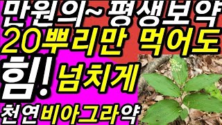 만원의~보약!,20뿌리만,먹어도,평생을,힘이~넘치게,만드는,천연비아그라약!                                      왕솜대,녹약,@WellbeingTV