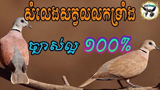 សំទ្បេងសត្វលលកទ្រាំង ច្បាស់ល្អណាស់ | Red Collared | Dove​​ Sounds Calling