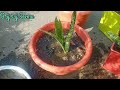 24 घंटा फ्री में ऑक्सीजन देने वाला स्नेक प्लांट snake plant reportting