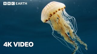 Exploring the North Atlantic | 4K UHD | North Atlantic: The Dark Ocean | BBC Ear