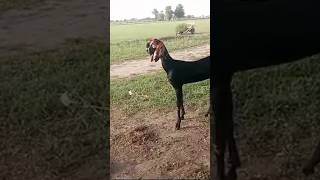 Ferozi Bakri | Betal goat | lailpuri Bakrian |Rajanpuri Bakrian |Ghulabi goats|Qurbani Eid 2025 #fyp