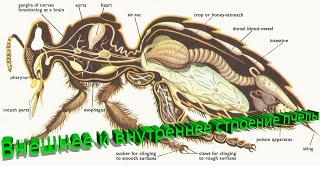 Елфимов Генрих Дмитриевич: Внешнее и внутреннее строение пчелы. Часть 5