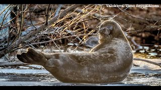 Our Saimaa Seal - Introduction of Saimaa Seal