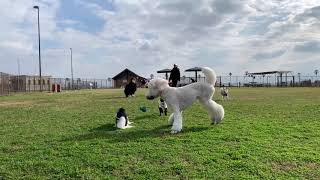 狆犬千鶴姫「鴨の話！」