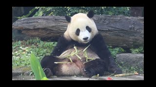 20220408 圓寶獨享美箭筍 圓圓遲來撈三根(早餐) Giant Panda Yuan Yuan \u0026 Yuan Bao