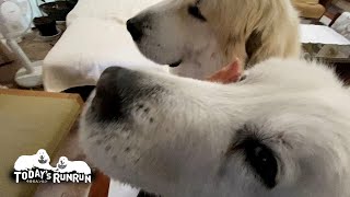 私が一番！グイグイ割り込んでお母さんに甘えるルンルンです　Great Pyrenees　グレートピレニーズ