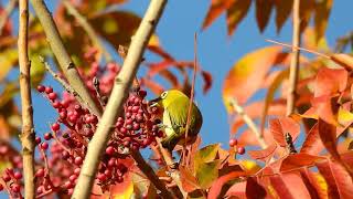 Swinhoe's White-Eye snagging berries