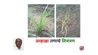 लव्हाळा तणाचे नियंत्रण | Control of Cyperus rotundus