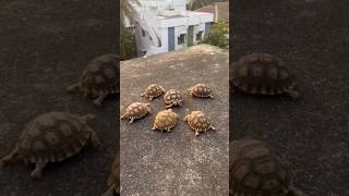 Exotic Pets Sulcata Tortoise DM Limited Stock. #viral #pets #selling