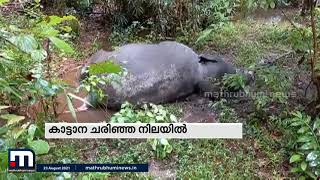 കൊല്ലം കുമരംകുടി വനമേഖലയിൽ കാട്ടാനയെ ചരിഞ്ഞ നിലയിൽ കണ്ടെത്തി | Mathrubhumi News