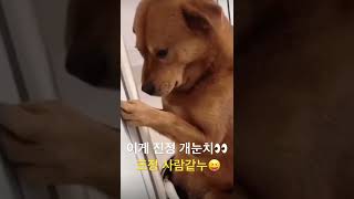 댕댕이가 잘못했을때🤣🤣#유머#쇼츠#개눈치#강아지#댕댕이#눈치