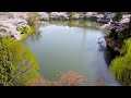 4k 『桜満開』空撮ドローン 三ツ池公園