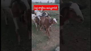 biggest sheep bakra 9063288328 పెద్ద పొట్టేలు అమ్మకానికి