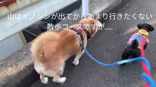 散歩の行き先を決める犬