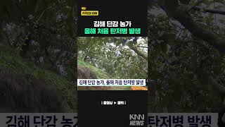 김해 단감 농가, 올해 처음 탄저병 발생 / KNN