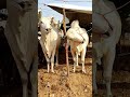 Biggest Sibb Bull In Karachi Cow Mandi | Angry Bull Qurbani |Dangerous Bulls | Cow Videos #FQ #Short