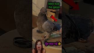 amazing pigeon tips 👍 | #pigeontips #pigeon #kabootar #kabootarbazi #shorts