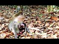 o.m.g mother monkey s.eriously rejected the baby...