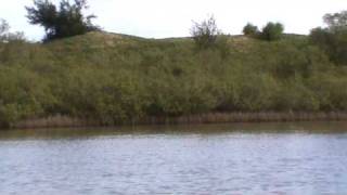 Mangroves at Mudaliarkuppam.MPG